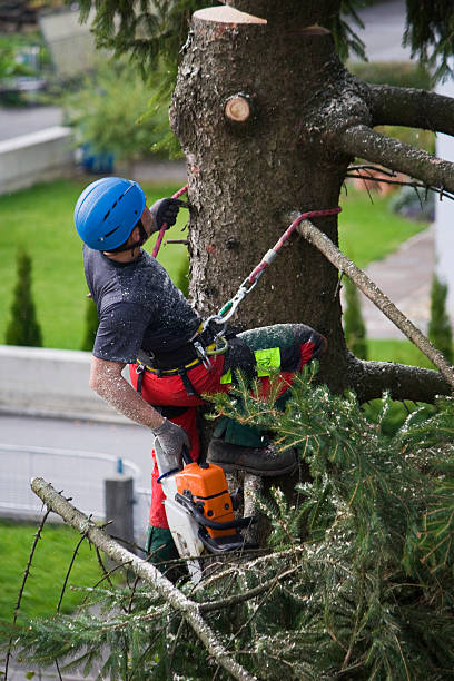 Professional Tree Services in Keokuk, IA